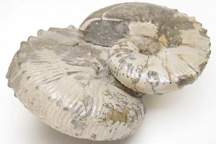 Iridescent Hoploscaphites Ammonite Pair - South Dakota #209700